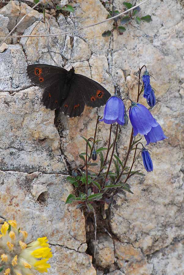 Campanula cochleariifolia / Campanula dei ghiaioni